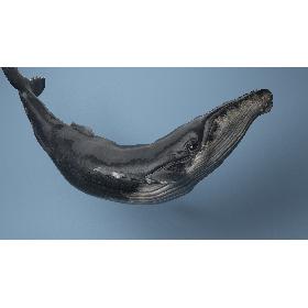 humpback  whale  rigged 3D